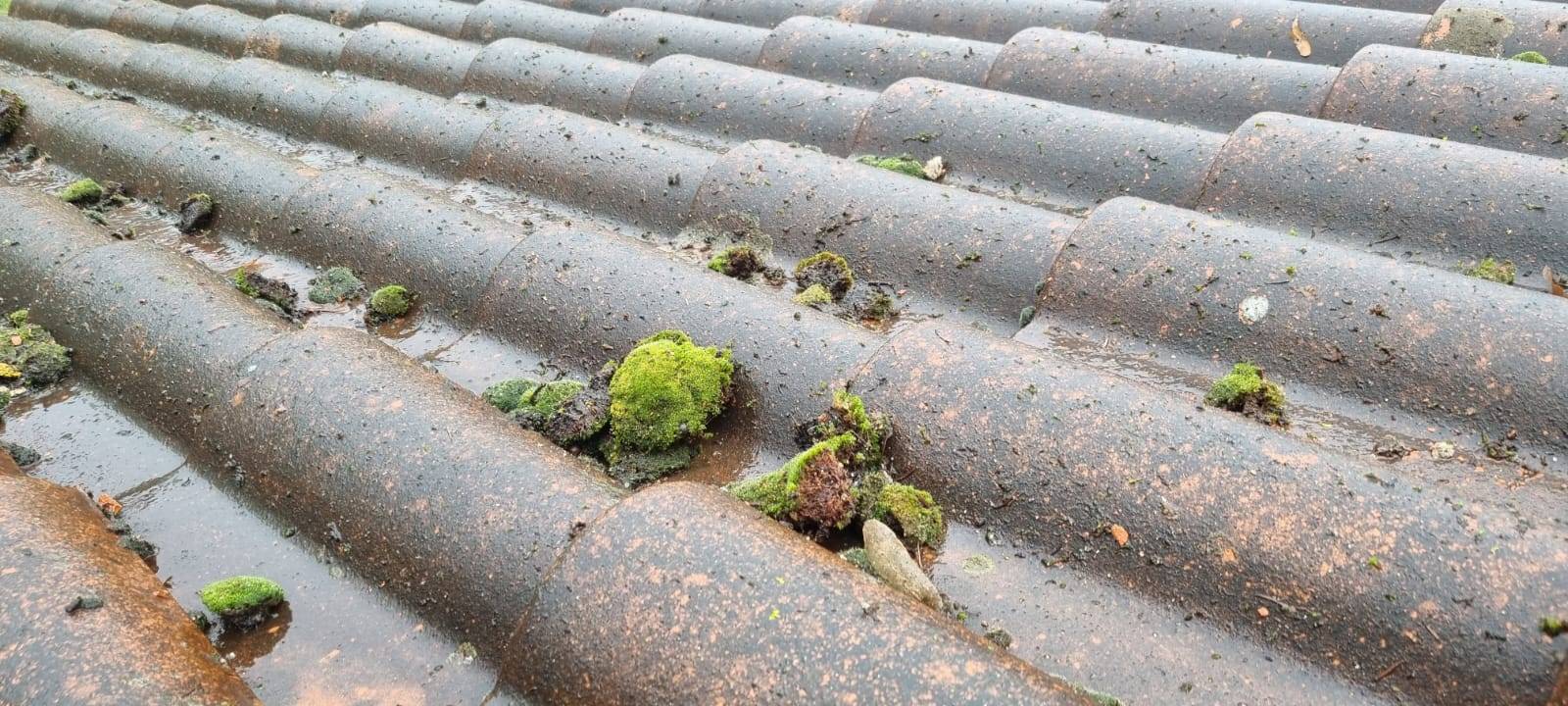 Démoussage toiture à Pin Balma